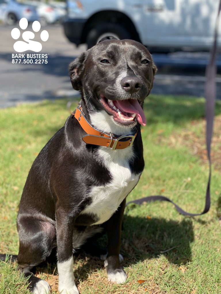 Raven #labmix #boxermix had a great lesson. Her dad said he would be tickled if we could get Raven to walk on a loose leash, not jump up when greeting people and to come when called. Well, he is laughing now! Great work done today! #speakdogchangeyourlife #fortmyers #fortmyersk9 @fortmyersk9 fortmyersk9.com
