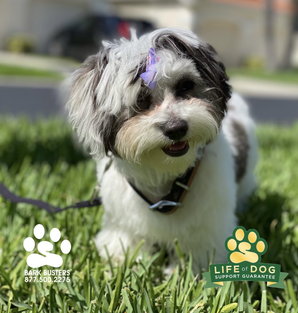 Winnie #cotondetulear had a great day of training in spite of a bad hair day. #speakdogchangeyourlife #gulfharbour #fortmyers #fortmyersk9 @fortmyersk9 fortmyersk9.com
