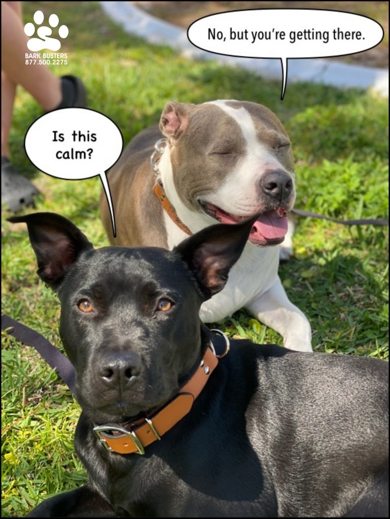 Remy #labmix and Lily #pibble had a great lesson learning to be calm inside the home for visitors and on leash. Lots to do in preparation for becoming big sisters to their mom’s daughter due this summer! #speakdogchangeyourlife #capecoral #fortmyersk9 @fortmyersk9 fortmyersk9.com