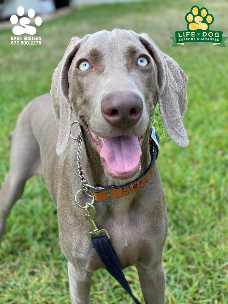 Gracie #weimaraner had an AMAZING lesson today. #speakdogchangeyourlife #speakdogchangeyourlife #eagleridge #fortmyers #fortmyersk9 @fortmyersk9 fortmyersk9.com