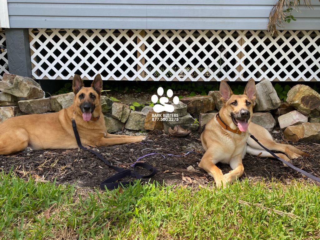 Karma and Indy #germanshepherd #gsd had a great lesson today! #speakdogchangeyourlife #islandpark #fortmyers #fortmyersk9 @fortmyersk9 fortmyersk9.com