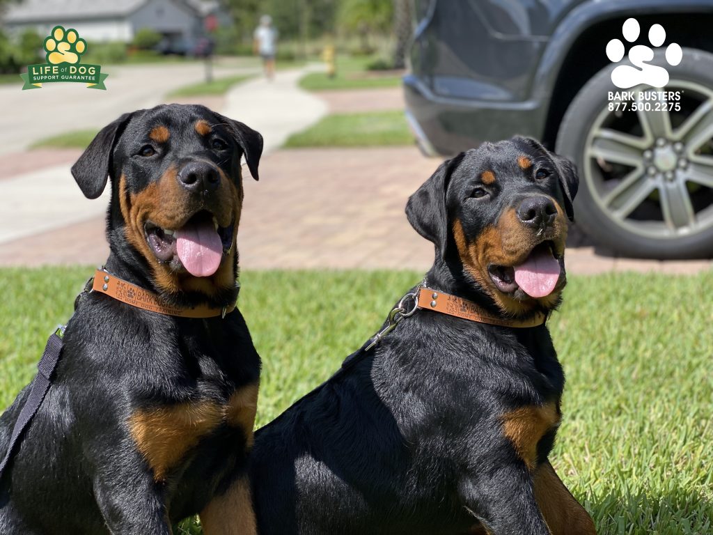 King and Queen #sibling #rottweiler 6-month-old pups had a great lesson today learning to not jump up on family and guests, to walk on a loose leash and to not put everything in their mouths when walking. #corkscrewshores #estero #fortmyers #fortmyersk9 @fortmyersk9 fortmyersk9.com