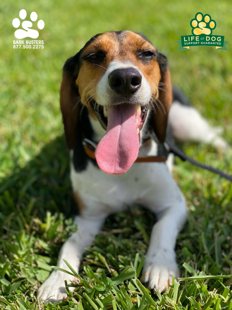 Fiona #beagle had a great lesson today. We worked with on greeting people at the front door and walking on a loose leash. We also worked on treating some of her #separationanxiety . #speakdogchangeyourlife #fortmyersk9 @fortmyersk9 fortmyersk9.com