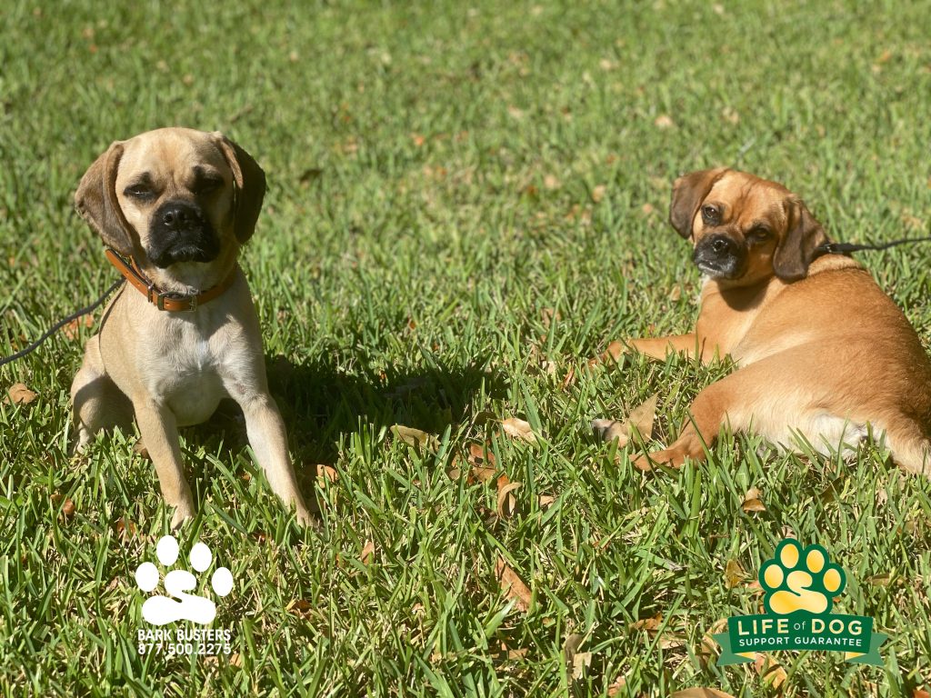 Sadie #puggle and Lily #puggle and their parents are working through #siblingrivalry with #barkbustersusa #fortmyersk9 and they are all doing a great job! #speakdogchangeyourlife @fortmyersk9 fortmyersk9.com