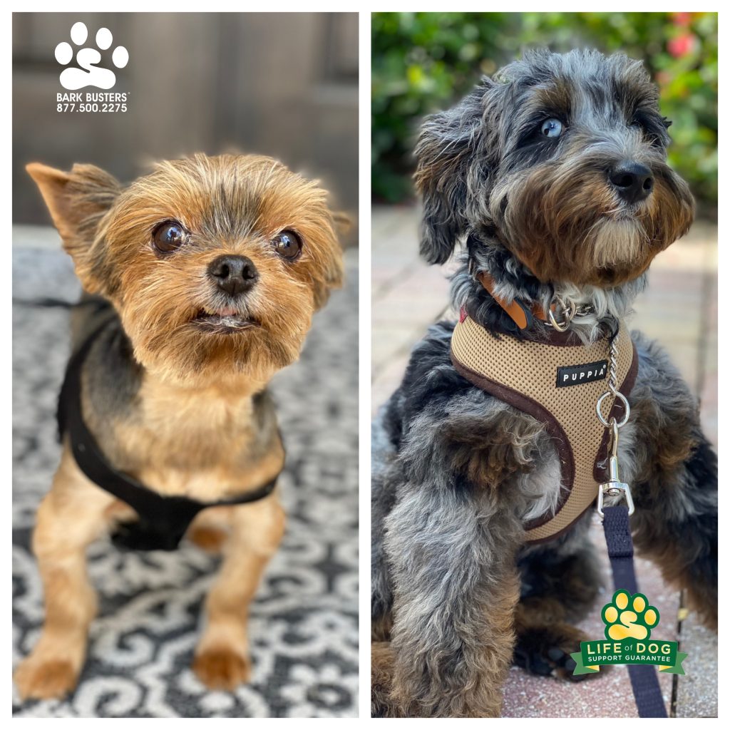 Reagan #yorkie and Jasper #miniaussiedoodle had a great lesson today. Learning to #trustbutverify strange dogs and Jasper learning to be a kinder, gentler puppy. #speakdogchangeyourlife #fortmyersk9 @fortmyersk9 fortmyersk9.com