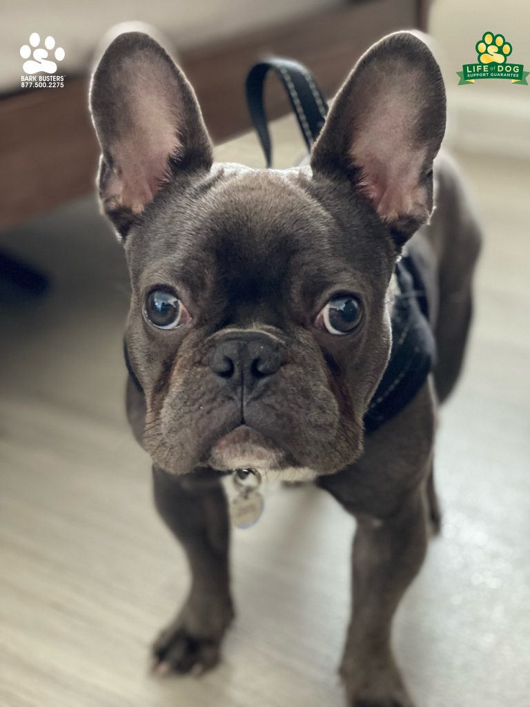 Thumper #frenchbulldog would get “#twitterpated “ with some miles #separationanxiety and #barking . We sorted that out because when you #speakdogchangeyourlife #fortmyersk9 @fortmyersk9 fortmyersk9.com