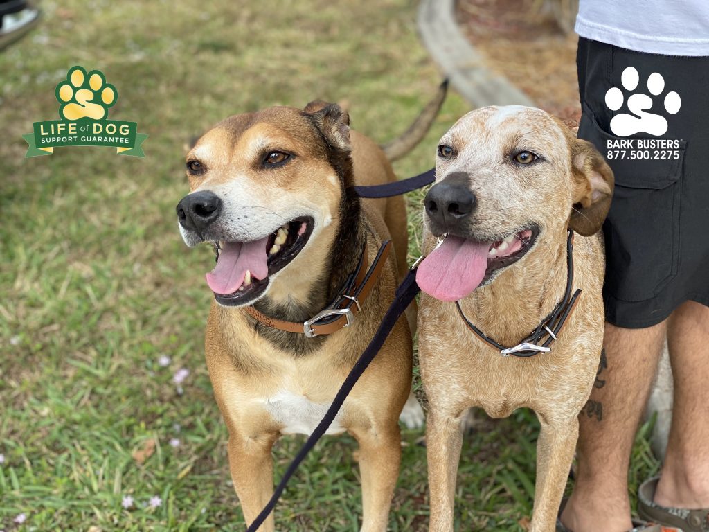 Bailey #ridgebackmix and Vinda #gspmix had a brilliant lesson today with lots of firsts! First time walking on loose leashes, first time greeting people properly at the door, first time getting their parents to SPEAK DOG! #speakdogchangeyourlife #liveahappierlifetogetherwithyourdog #fortmyersk9 @fortmyersk9 fortmyersk9.com