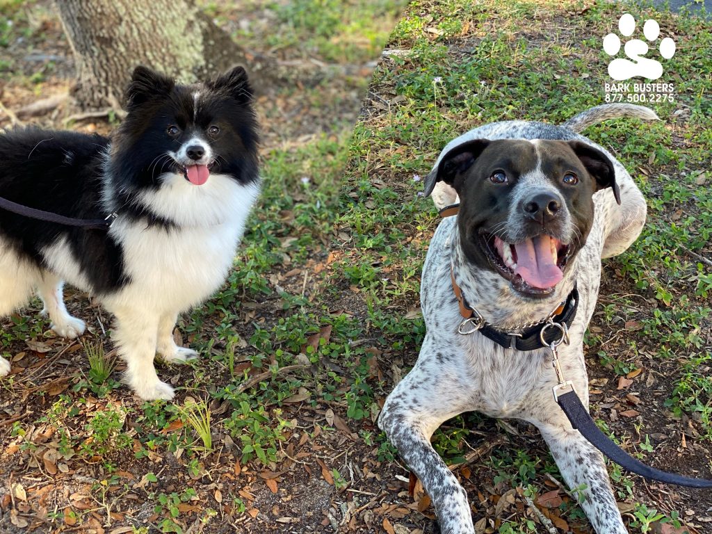 Darla #pomeranian and Rocko #pibblemix #gspmix #speakdogchangeyourlife #liveahappierlifetogetherwithyourdog #fortmyersk9 @fortmyersk9 fortmyersk9.com