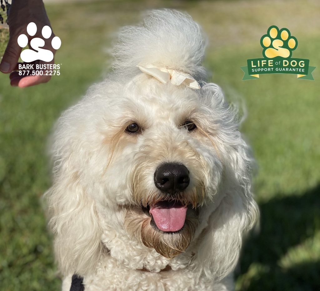 Sa Sa #groodle #goldendoodle had a great lesson today. Be sure you check her out while she is working @zensations_med_spa #speakdogchangeyourlife #liveahappierlifetogetherwithyourdog #fortmyersk9 @fortmyersk9 fortmyersk9.com