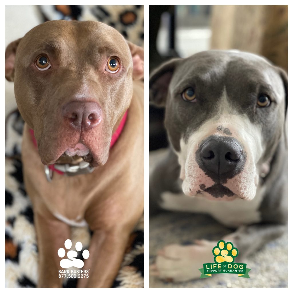 Jagger & Jade #northamericancouchhippo #pibble #pitbull are totally awesome, but more so since they now can walk on a loose leash and mind their manners when greeting people. #liveahappierlifetogetherwithyourdog #speakdogchangeyourlife #fortmyersk9 @fortmyersk9 fortmyersk9.com