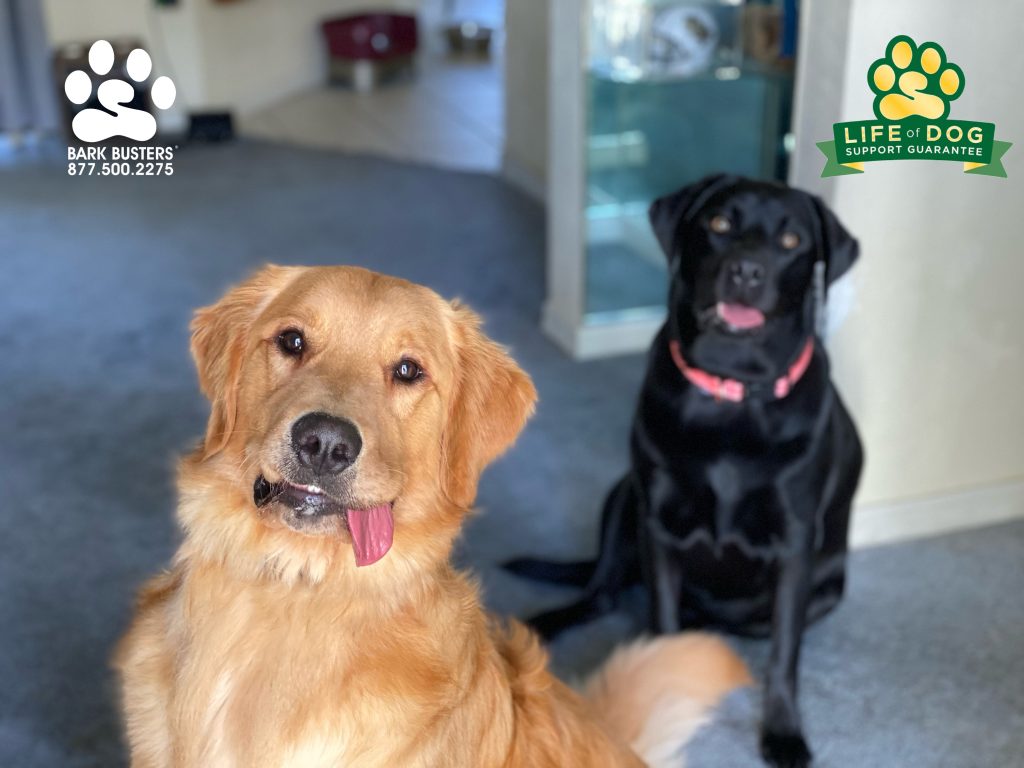 Blake #goldenretriever and sister Brandi #blacklab #labrador had a great lesson today learning to be calm greeting people and when walking on a loose leash. #speakdogchangeyourlife #liveahappierlifetogetherwithyourdog #fortmyersk9 @fortmyersk9 fortmyersk9.com