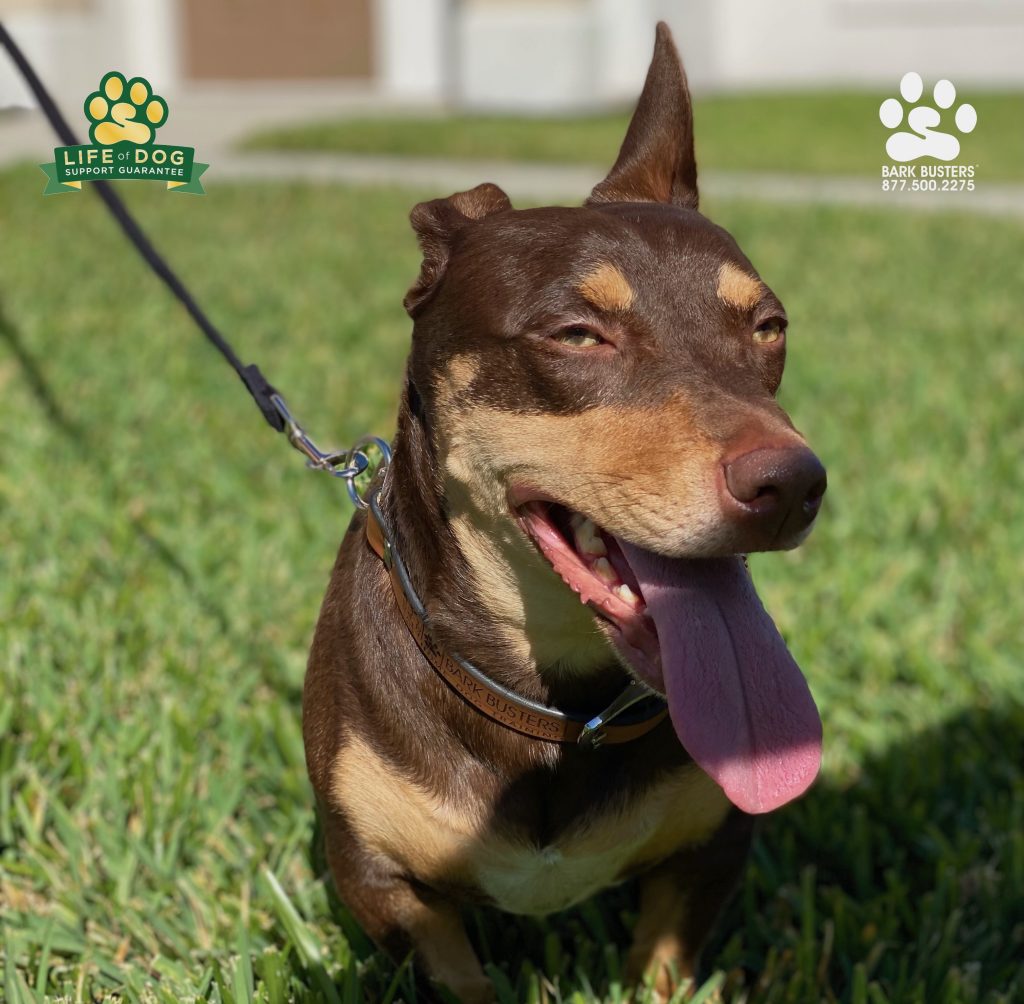 Ginger's new year's resolution was to be able to go on loose leash walks and not freak out when she saw other dogs. Oddly, that was her parents' resolution for her as well. Things worked out perfectly today! #dobermanmix #speakdogchangeyourlife #liveahappierlifetogetherwithyourdog #fortmyersk9 @fortmyersk9 fortmyersk9.com
