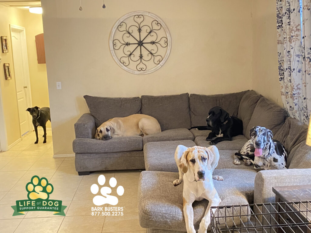 (Left to Right) Nala #labradormix #labmix Maverick, Freckles, Dooney and Tully #greatdane learned to be calm when people come for a visit and to let the garage collectors work in peace! #liveahappierlifetogetherwithyourdog #speakdogchangeyourlife #fortmyersk9 @fortmyersk9 fortmyersk9.com