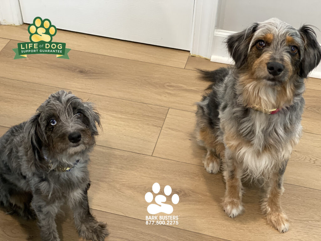 Gigi and Maple #aussiepoo had a great lesson today learning to be calm and quiet for visitors and Amazon drivers. #speakdogchangeyourlife #liveahappierlifetogetherwithyourdog #fortmyersk9 @fortmyersk9 fortmyersk9.com