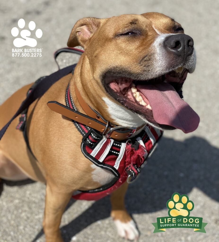 Dixie #pibble had a great lesson learning to be a lot more calm when walking. Like.. a lot more calm. #liveahappierlifetogetherwithyourdog #speakdogchangeyourlife #fortmyersk9 @fortmyersk9 fortmyersk9.com
