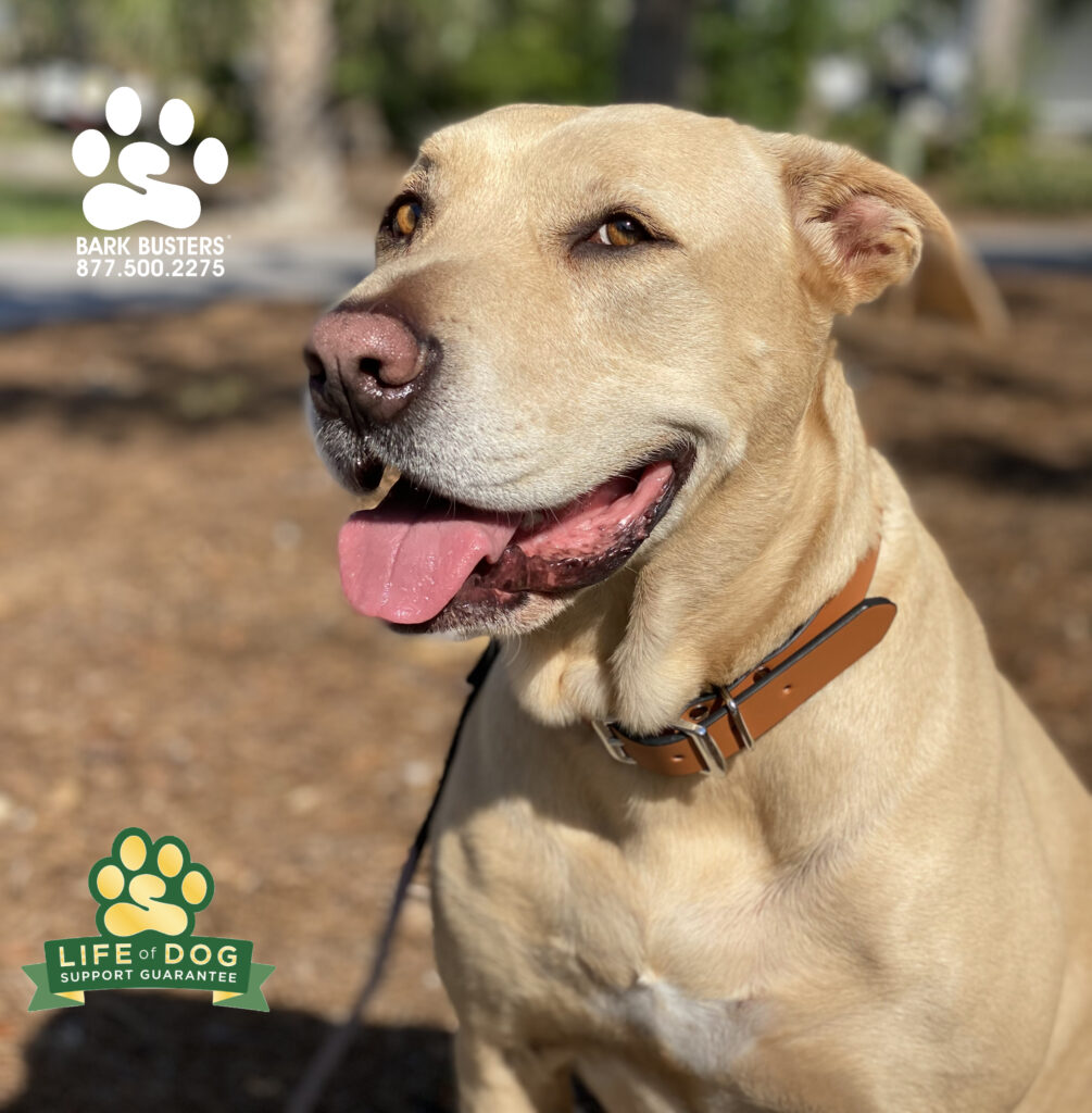 The face you make when now you walk like the good boy you have always been. Boomer #labmix #liveahappierlifetogetherwithyourdog #speakdogchangeyourlife #fortmyersk9 @fortmyersk9 fortmyersk9.com
