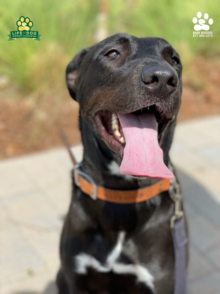 Maggie a newly adopted #labmix is living her best life @babcockranch #babcockranch learning to be more calm greeting people inside the home on when on leash too! #liveahappierlifetogetherwithyourdog #speakdogchangeyourlife #fortmyersk9 @fortmyersk9 fortmyersk9.com