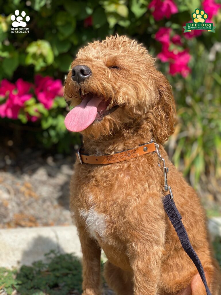 The face you make when you totally CRUSH your lesson. Lucy #miniaturelabradoodle #minilabradoodle #labradoodle retired from guard duty today. She also got rid@of her #prongcollar and learned to walk on a loose leash. #speakdogchangeyourlife #liveahappierlifetogetherwithyourdog #fortmyersk9 @fortmyersk9 fortmyersk9.com