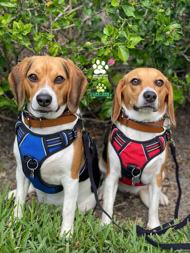 Bo and Sunny #beagle retired from sled dog duty and are now enjoying their walks with mom and dad. #liveahappierlifetogetherwithyourdog #speakdogchangeyourlife #fortmyersk9 @fortmyersk9 fortmyersk9.com