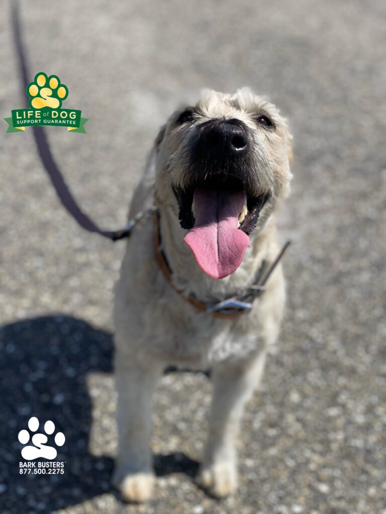Luna #softcoatedwheatenterrier #wheatenterrier Bentley and Mahi (not pictured) learned to greet people properly at the door for the first time ever and to walk on a loose leash. #liveahappierlifetogetherwithyourdog #speakdogchangeyourlife #fortmyersk9 @fortmyersk9 fortmyersk9.com
