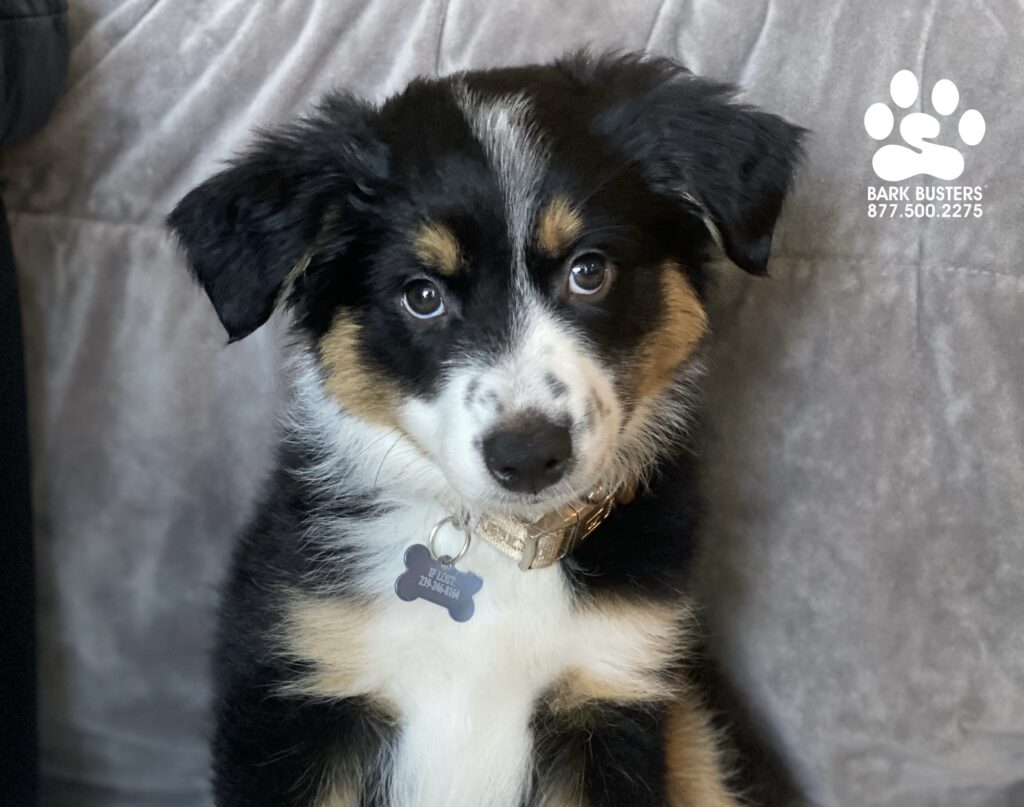 Busch a 9-week-old #miniaussie #miniatureaustralianshepherd is proof that #barkbustersusa is with you and your pup for a lifetime. #liveahappierlifetogetherwithyourdog #speakdogchangeyourlife #fortmyersk9 @fortmyersk9 fortmyersk9.com