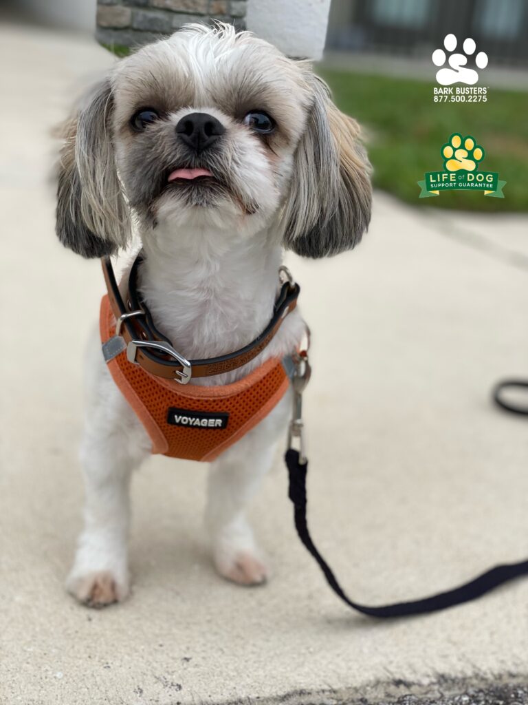 Hail to the KING the #shihtzu who crushed his lesson. We worked on some low grade #separationanxiety and some BIG league manners. #liveahappierlifetogetherwithyourdog #speakdogchangeyourlife #fortmyersk9 @fortmyersk9 fortmyersk9.com