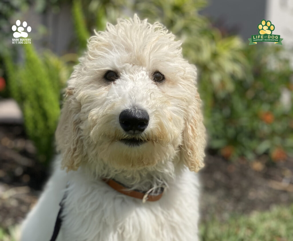 Meet Franklin a #miniaturegoldendoodle #minigoldendoodle #minigroodle #groodle who got his parents trained today! See, they invested in training and now can diversify from band-aids and puppy boo-boos. #liveahappierlifetogetherwithyourdog #speakdogchangeyourlife #wildblueestero #fortmyersk9 @fortmyersk9 fortmyersk9.com
