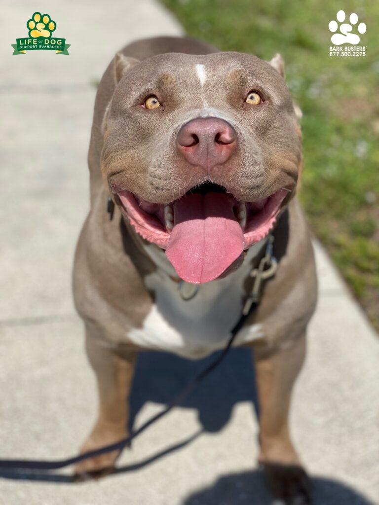 Meet Vixen, aka Princess Wigglebutt, she is a beautiful #americanbullyxl and she received her etiquette lessons! Check out this amazing no tension walk! It took just minutes to do this! #liveahappierlifetogetherwithyourdog #speakdogchangeyourlife #fortmyersk9 @fortmyersk9 fortmyersk9.com