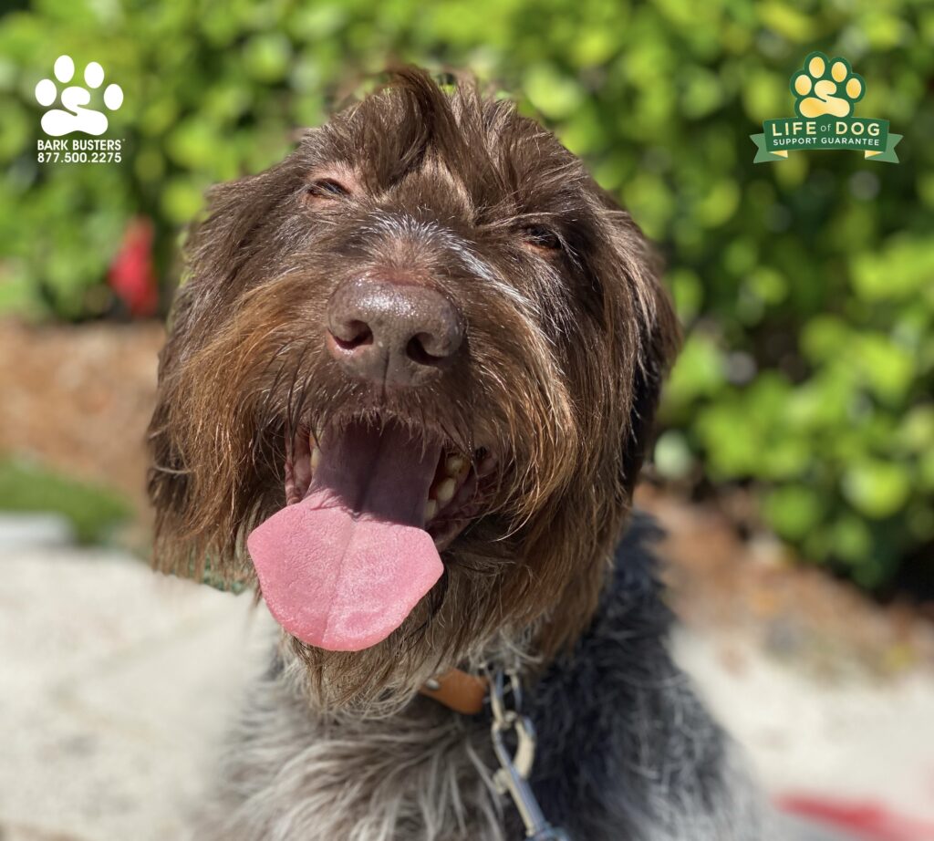 Meet Griz a #wirehairedpointinggriffon crushed his lesson today. Learning to be calm on leash and inside the home. #liveahappierlifetogetherwithyourdog #speakdogchangeyourlife #fortmyersk9 @fortmyersk9 fortmyersk9.com