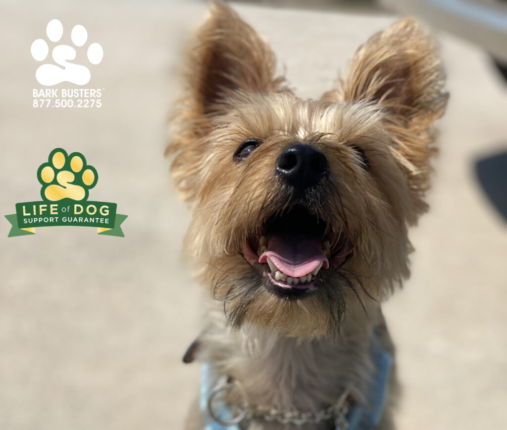 Things are looking UP for Darwin's "exuberant" behavior. He is evolving in real-time to be calmer inside the home and outside on the leash. #yorkshire #yorkshireterr #liveahappierlifetogetherwithyourdog #speakdogchangeyourlife #fortmyersk9 @fortmyersk9 fortmyersk9.com