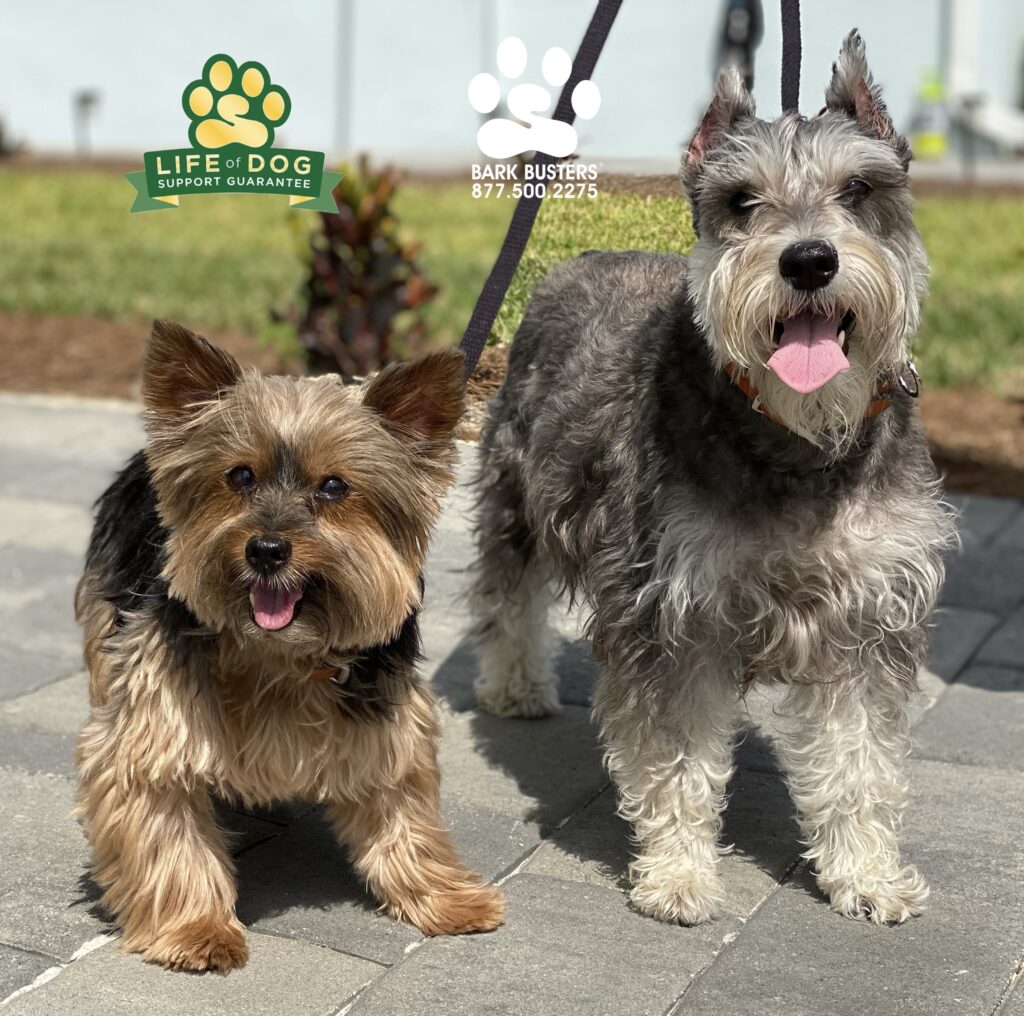 Precious and Tala took their barking down from 11 to off. #spinaltap #thisisspinaltap #yorkshire #yorkshireterrier #minischnauzer #miniatureschnauzer #speakdogchangeyourlife #liveahappierlifetogetherwithyourdog #fortmyersk9 @fortmyersk9 fortmyersk9.com