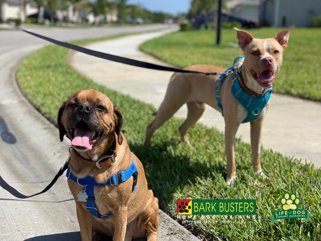 Jager and Bailey had a great lesson today! Reel to come soon! #puggle #pibble #liveahappierlifetogetherwithyourdog #speakdogchangeyourlife #fortmyersk9 @fortmyersk9 fortmyersk9.com