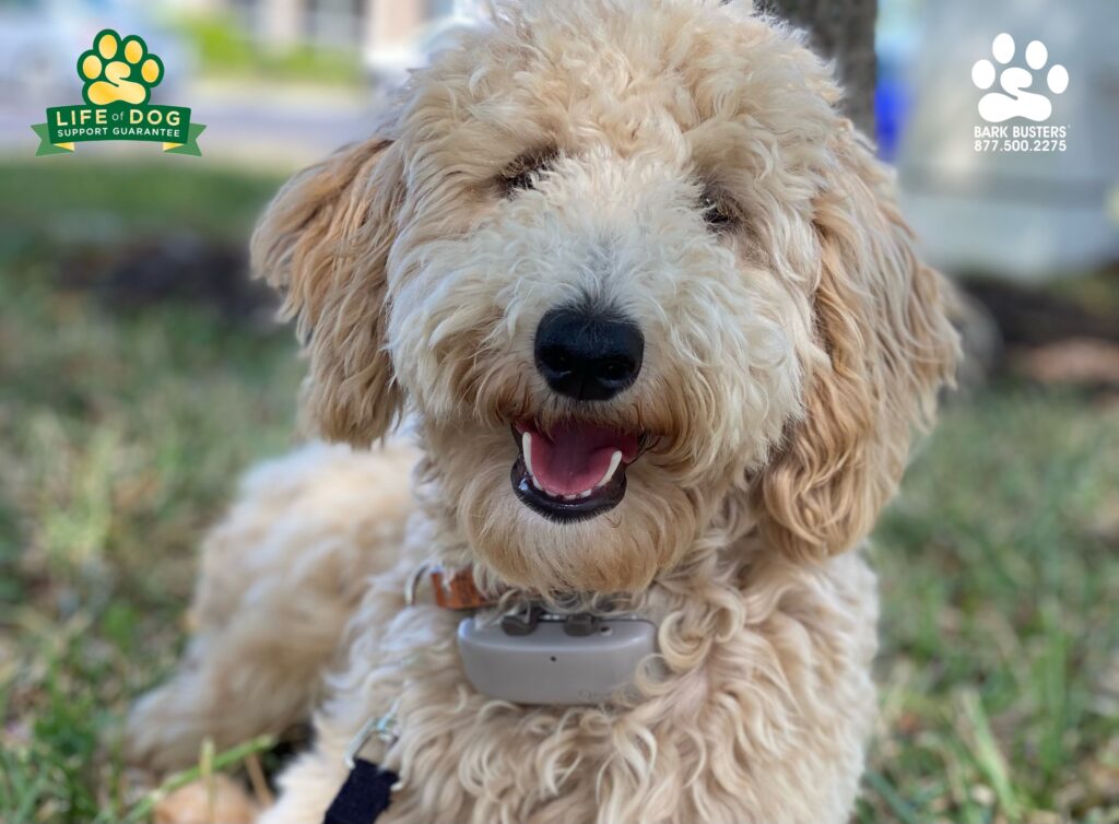 Athena #groodle #goldendoodle #minigoldendoodle had a great lesson today. The #tractive #tractivegps she wears will show a lot more calm and resting! #liveahappierlifetogetherwithyourdog #speakdogchangeyourlife #fortmyersk9 @fortmyersk9 fortmyersk9.com