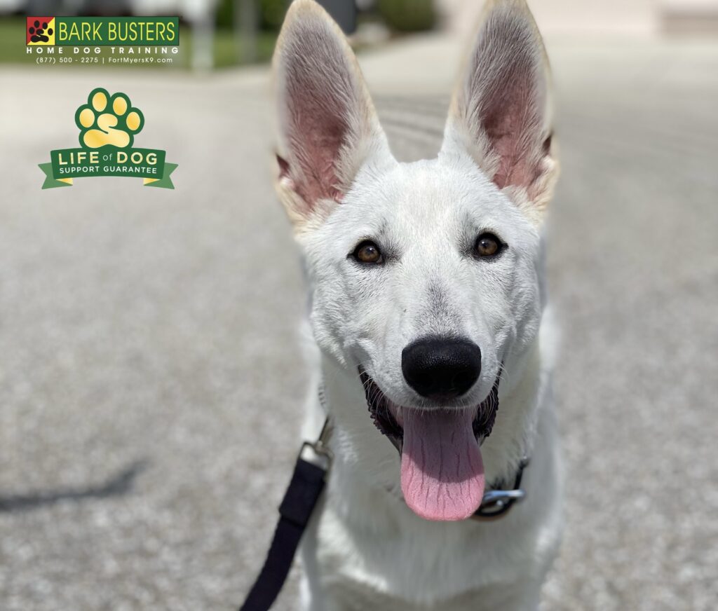 Kona #gsd #germanshepherd is now happier, more chill and more calm. Mom and dad are thrilled! #liveahappierlifetogetherwithyourdog #speakdogchangeyourlife fortmyersk9.com #fortmyersk9 @fortmyersk9