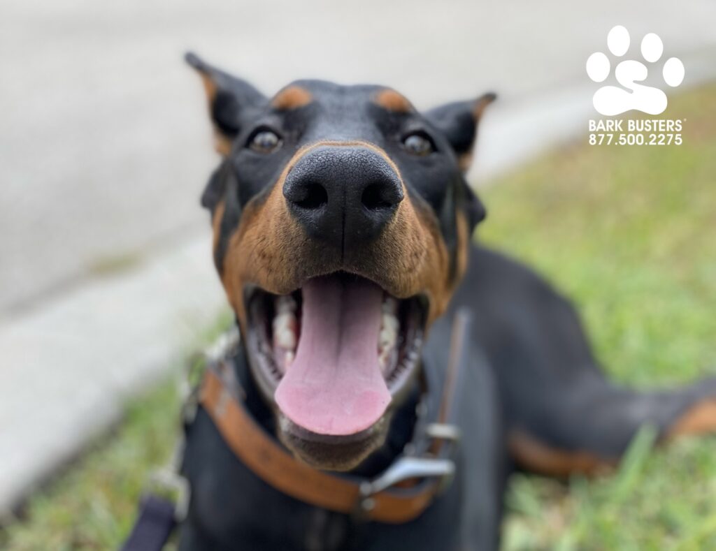 Zelda #doberman crushed it today. Lots of firsts today and first are always memorable. First time not barking at strangers. First time walking on a loose leash. #liveahappierlifetogetherwithyourdog #speakdogchangeyourlife #fortmyersk9 @fortmyersk9 fortmyersk9.com