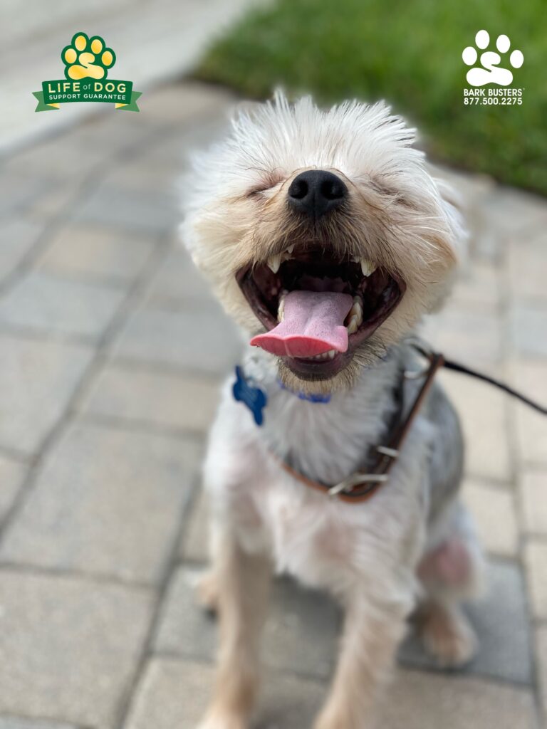 Louie #yorkiemix #chinesecrestedmix crushed his lesson today. His hyperactivity? Well, it Gotta go now… ya ya ya ya ya ya…. #liveahappierlifetogetherwithyourdog #speakdogchangeyourlife #fortmyersk9 @fortmyersk9 fortmyersk9.com