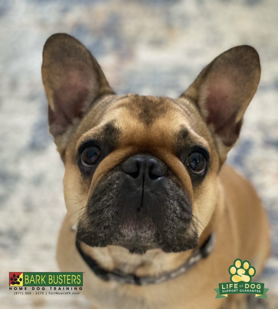 Buddy learned to properly greet visitors at the door by not rushing out the open door or jumping up on guests. #liveahappierlifetogetherwithyourdog #speakdogchangeyourlife #frenchbulldog #fortmyersk9 @fortmyersk9 fortmyersk9.com