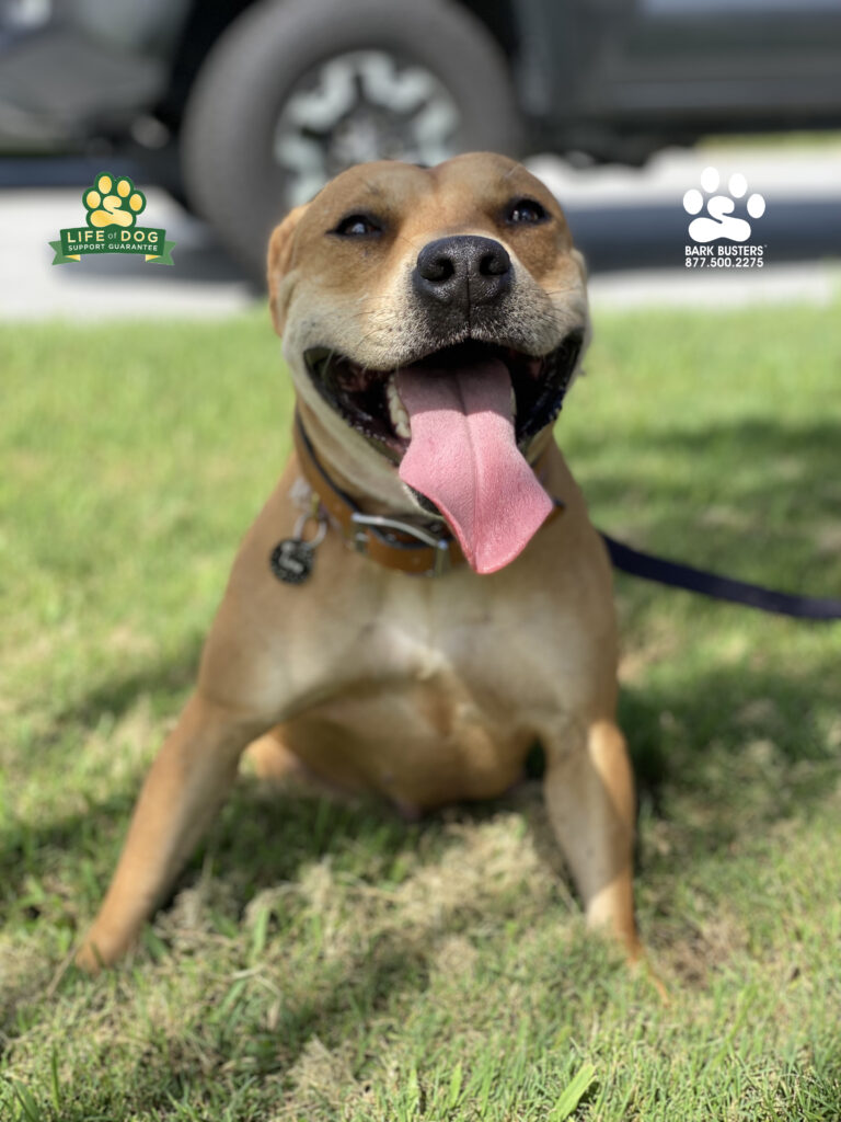 Luna #staffordshiremix #staffymix had a great lesson learning to behave when on leash and to properly greet people. #speakdogchangeyourlife #liveahappierlifetogetherwithyourdog #fortmyersk9 @fortmyersk9 fortmyersk9.com