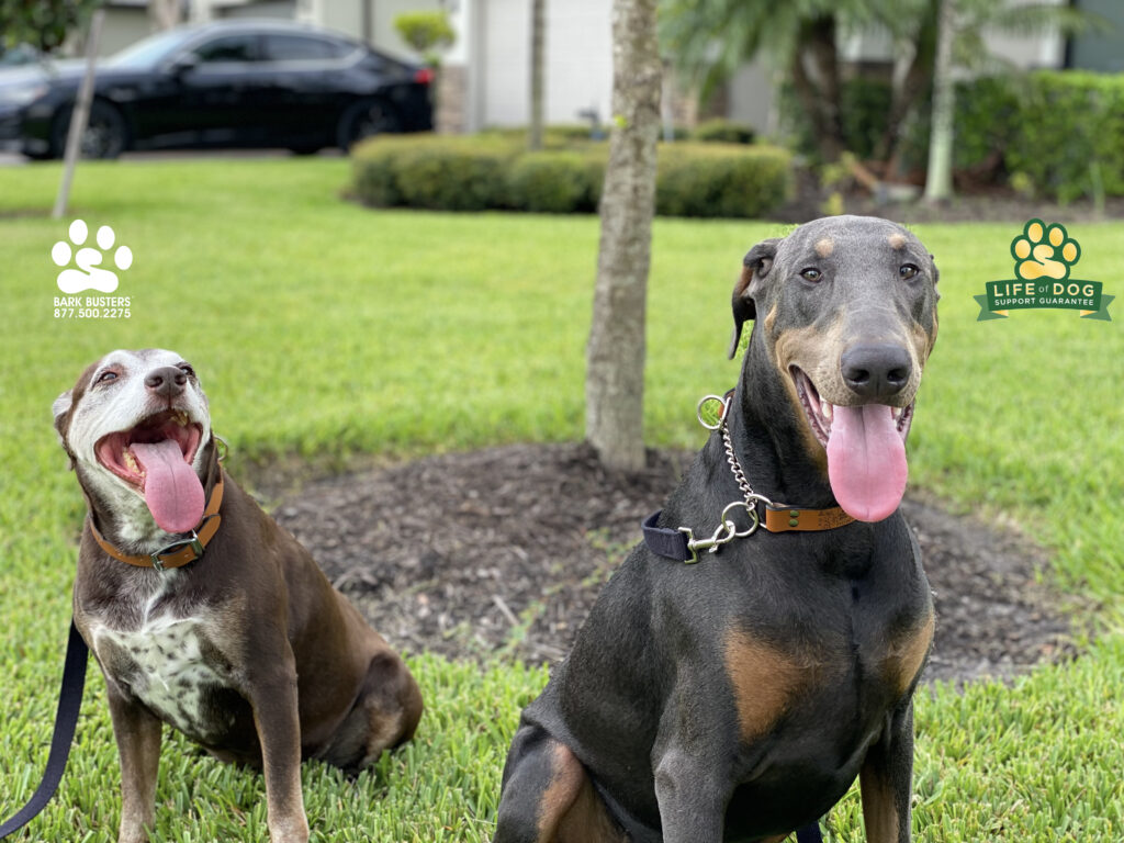 Gracie #labmix #dalmatianmix and Apollo #dobie #dobermanpinscher really impressed their mom and dad today by how quickly they picked up being calm at the front door, sofa time and walking on a loose leash. #speakdogchangeyourlife #liveahappierlifetogetherwithyourdog #fortmyersk9 @fortmyersk9 fortmyersk9.com