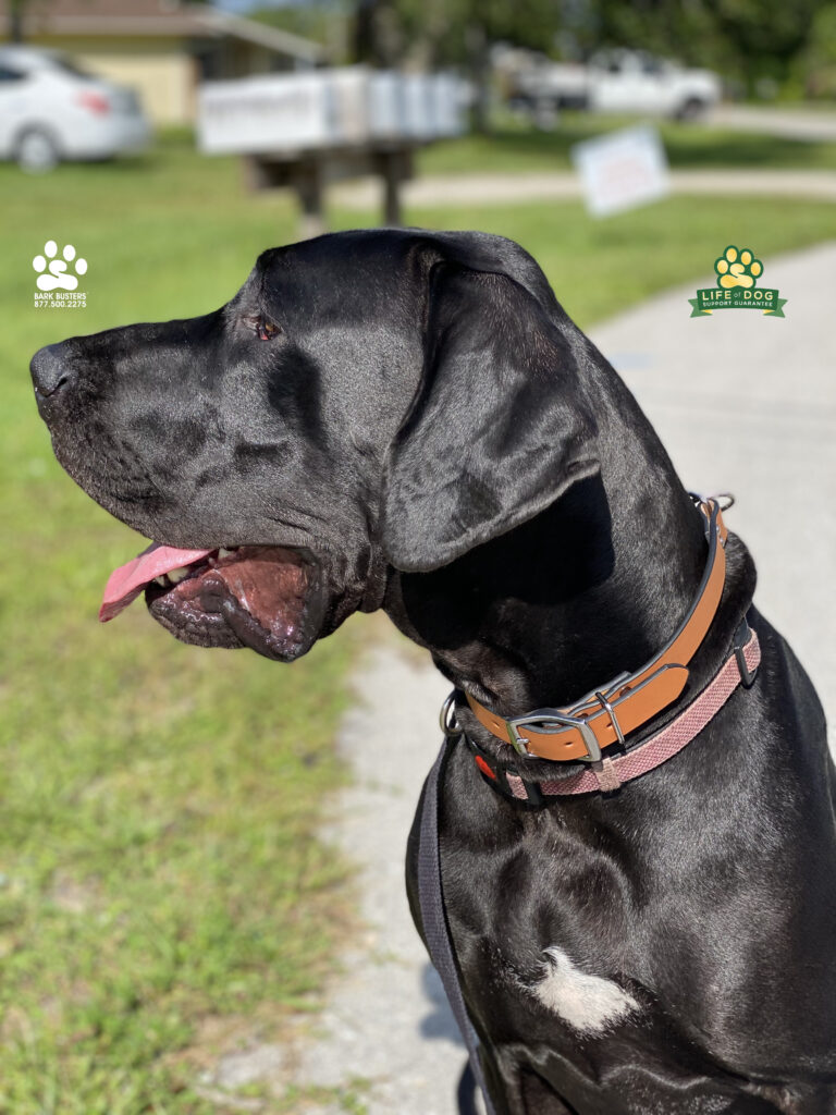 Ebony is saying goodbye to her bad leash manners. #greatdane #speakdogchangeyourlife #liveahappierlifetogetherwithyourdog #fortmyersk9 @fortmyersk9 fortmyersk9.com