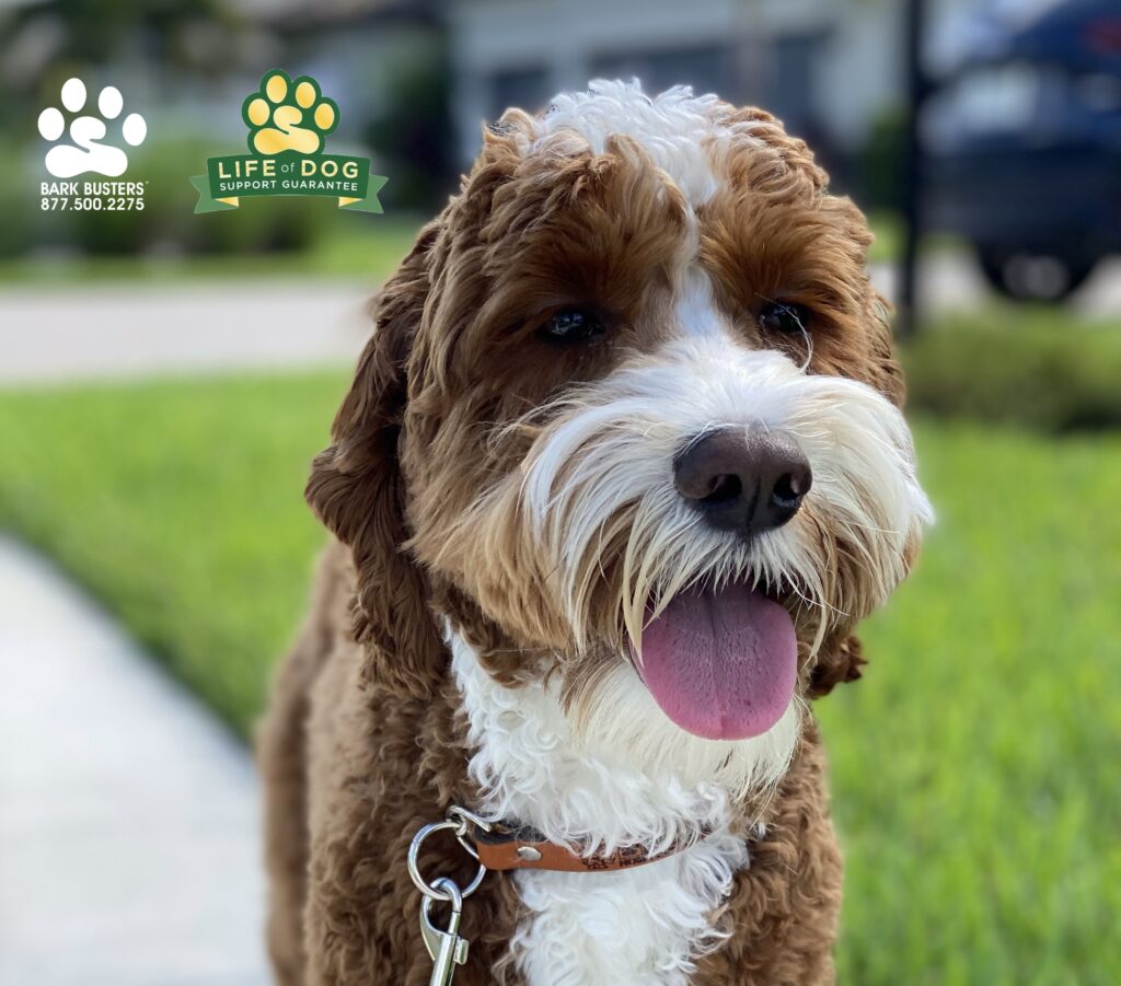 Apollo #aussielabradoodle #labradoodle had a great lesson today learning to be calm on walks and greeting people. #speakdogchangeyourlife #liveahappierlifetogetherwithyourdog #fortmyersk9 @fortmyersk9 fortmyersk9.com