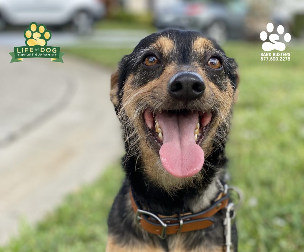 Max #dachshundmix was A-mazing today! Great feedback too from his mom. #speakdogchangeyourlife #liveahappierlifetogetherwithyourdog #fortmyersk9 @fortmyersk9 fortmyersk9.com