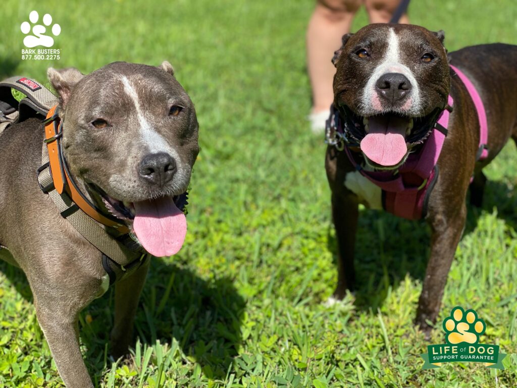 Blu and Paisley #pibble #sisters are experiencing a little #siblingrivalry but we’re on a better path. #liveahappierlifetogetherwithyourdog #speakdogchangeyourlife #fortmyersk9 @fortmyersk9 fortmyersk9.com