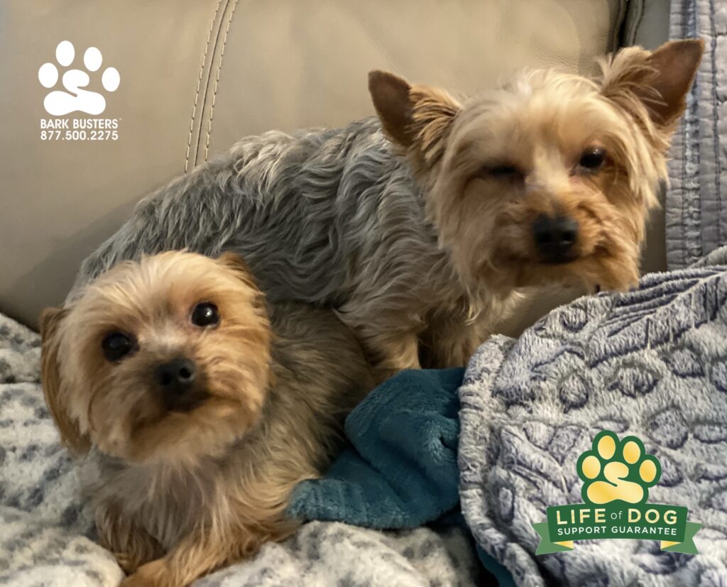 Kenni & Kittle #yorkshireterrier went from barking at everything for eternity to contemplating the sound of a whisper. #speakdogchangeyourlife #liveahappierlifetogetherwithyourdog #fortmyersk9 @fortmyersk9 fortmyersk9.com