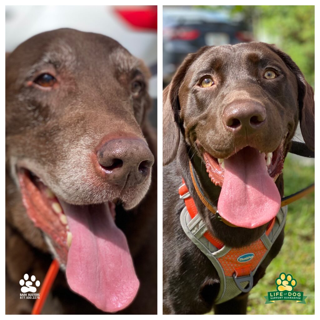 Oakley, 10-years, and Remington, 7-months, had a great lesson today. Oakley learned how to walk properly and not pull or lunge on a leash! Oakley’s mom could not be more proud. Stop by and say HI to her @graceveterinarycenter #liveahappierlifetogetherwithyourdog #speakdogchangeyourlife #fortmyersk9 @fortmyersk9 fortmyersk9.com