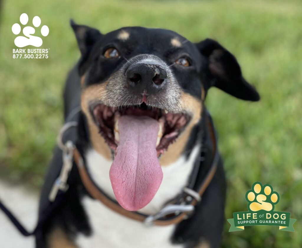 Sammy is showing you her “I crushed today’s lesson and can now walk properly” face. #liveahappierlifetogetherwithyourdog #speakdogchangeyourlife #fortmyersk9 @fortmyersk9 fortmyersk9.com