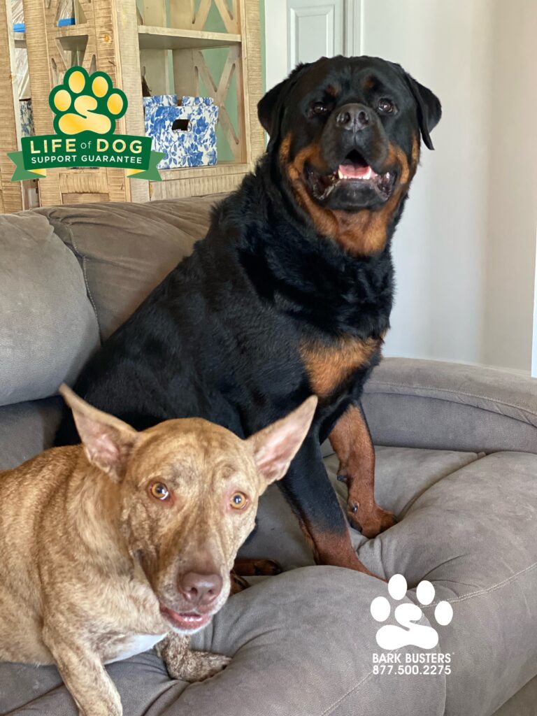 Duffy #pitbullmix #shepherdmix #dachshundmix and brother Charlie Brown #rottweiler absolutely “floored” their mom with outstanding and wonderful behavior. #liveahappierlifetogetherwithyourdog #speakdogchangeyourlife #fortmyersk9 @fortmyersk9 fortmyersk9.com