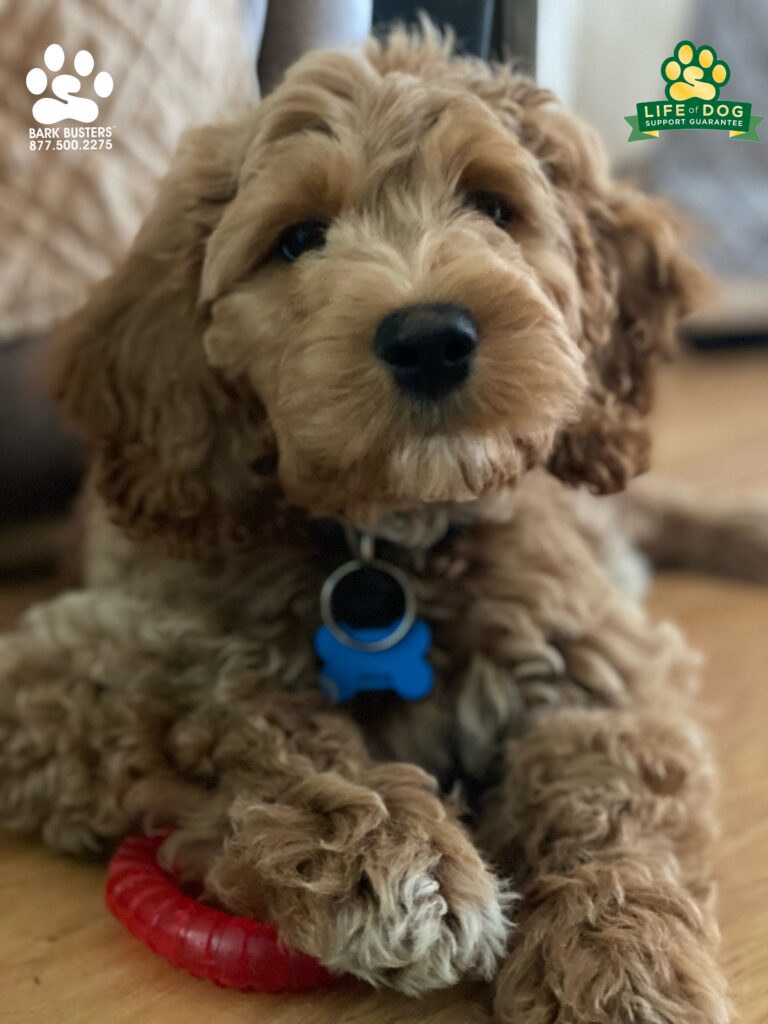 George #cavapoo is just 11 weeks old but already got her parents trained up proper! #liveahappierlifetogetherwithyourdog #speakdogchangeyourlife #fortmyersk9 @fortmyersk9 fortmyersk9.com