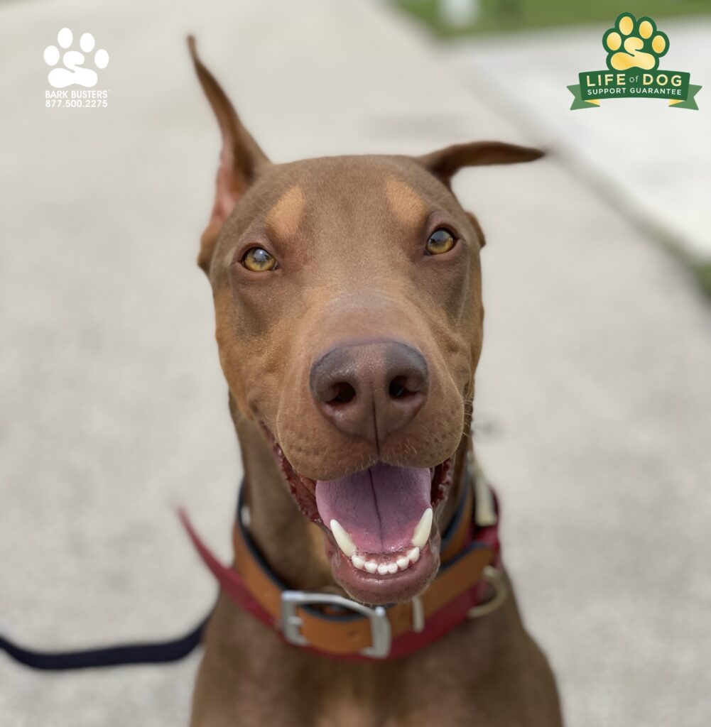 Pinto is amazing. Great lesson today. What a marshmallow! No more pulling or lunging. #doberman #dobermanpinscher #liveahappierlifetogetherwithyourdog #speakdogchangeyourlife #fortmyersk9 @fortmyersk9 fortmyersk9.com