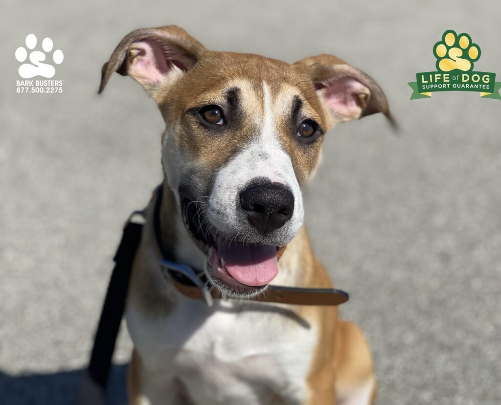 Chip #houndmix went from naughty to nice in about 2 hours. #liveahappierlifetogetherwithyourdog #speakdogchangeyourlife #fortmyersk9 @fortmyersk9 fortmyersk9.com